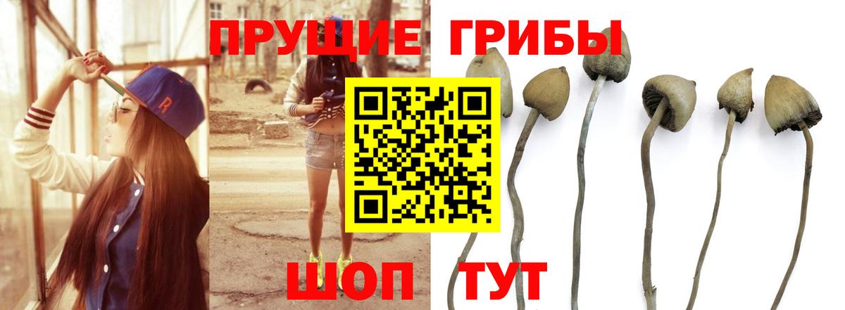 закладки  Вход с VPN  Канаш  Галлюциногенные грибы GOLDEN TEACHER 
